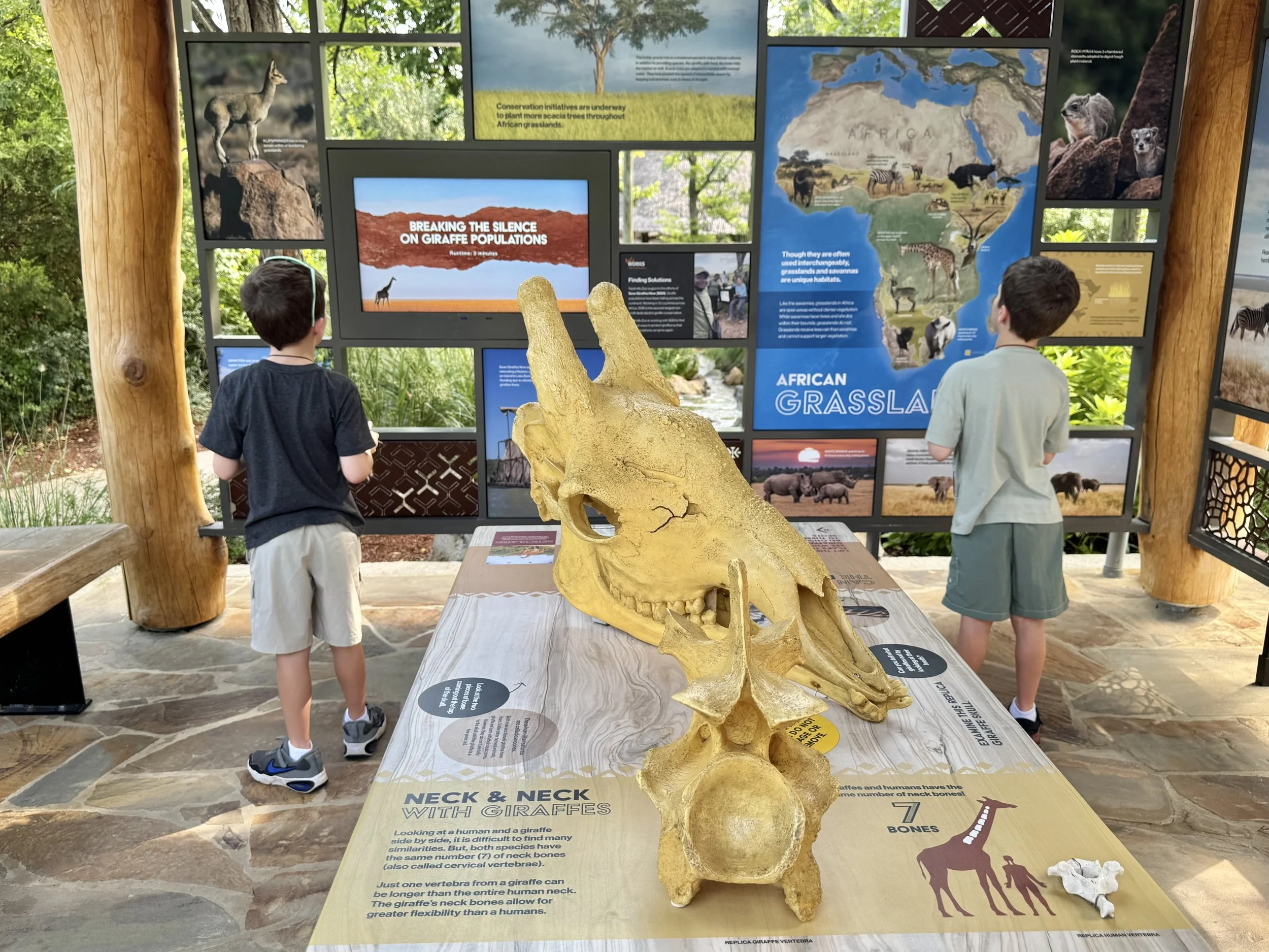 Nashville Zoo: Rare Black Leopards, Kangaroos & What Not to Miss